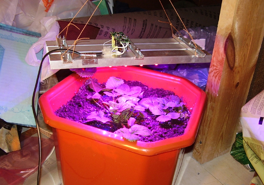 Éclairage supplémentaire pour les fraises dans l'appartement