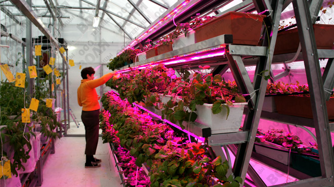 Éclairage supplémentaire lors de la culture des fraises