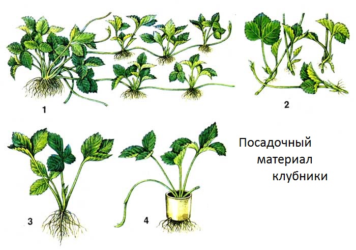 Étapes de la formation du matériel de plantation de fraises à l'aide d'antennes