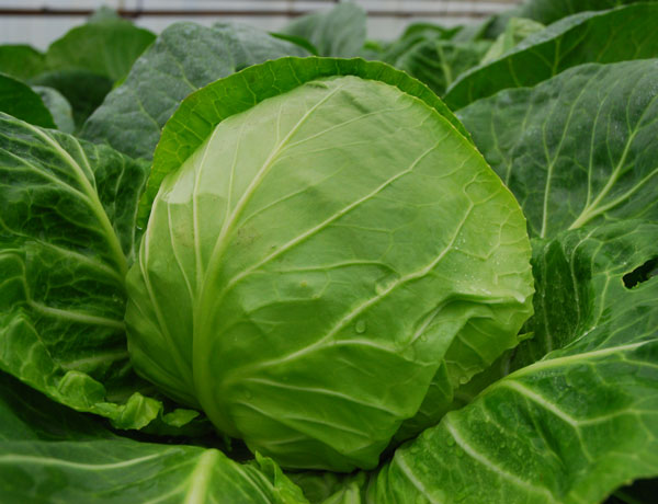 Chou à maturation précoce Solo