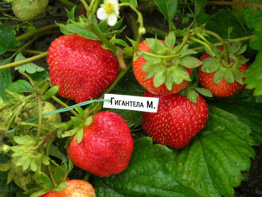 Variété de fraises Gigantella Maxima