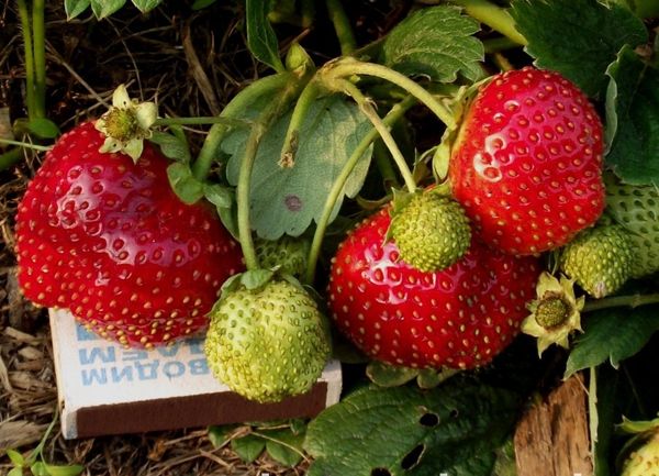 Variété de fraises à gros fruits Tentation