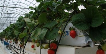 Buissons de fraises cultivés en hydroponie