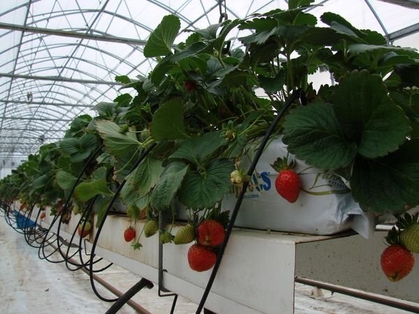 Buissons de fraises cultivés en hydroponie