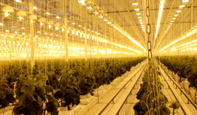 Fournir un éclairage supplémentaire pour les fraises