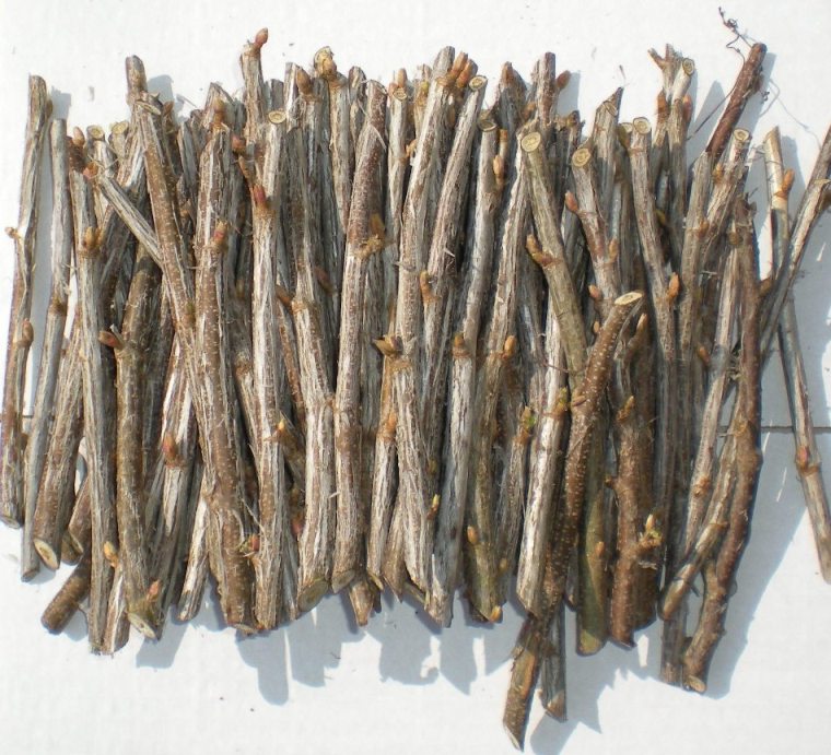 Photo de boutures de groseille lignifiées