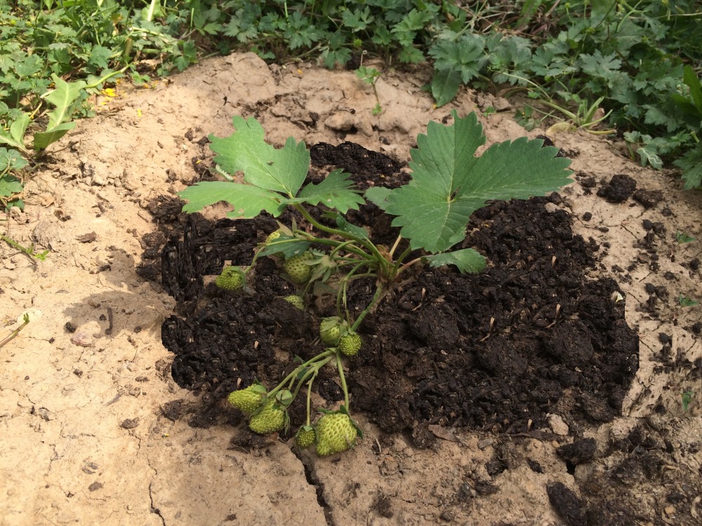 Nourrir les fraises avec de l'humus