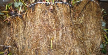 Semis de fraises Frigo