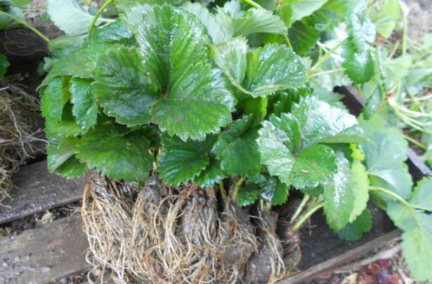 Jeunes plants de fraises Festivalnaya