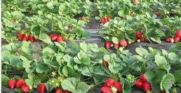 Cultiver des fraises sur agrofibre