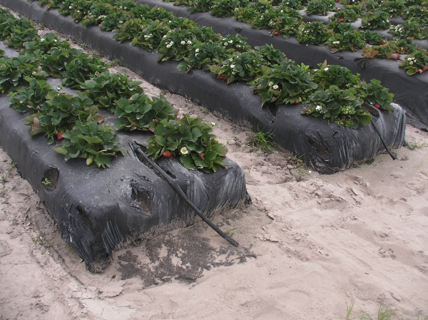 Grands massifs de fraises sous agrofibre