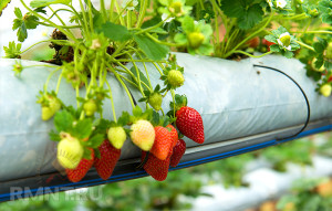 Cultiver des fraises en sacs