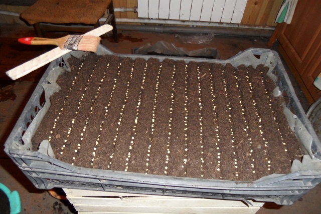 Cultiver des plants de fraises à la maison