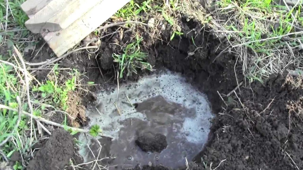 Igname pour planter des boutures de groseille verte