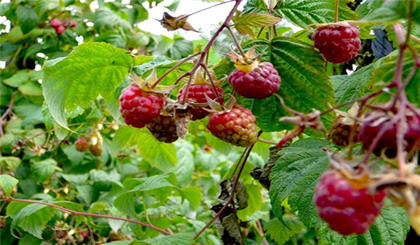petites framboises