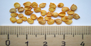 graines préparées pour la plantation