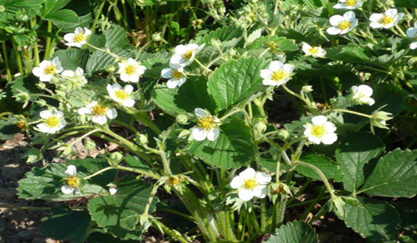 buisson de fraise en fleurs