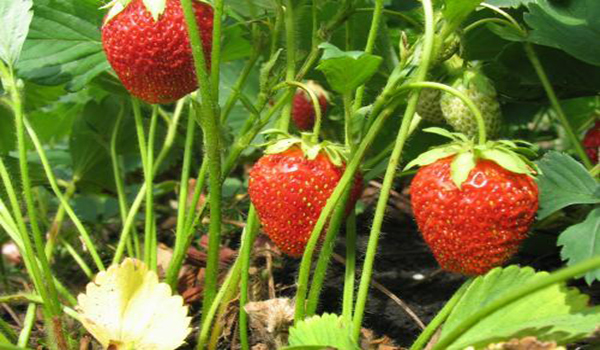  fraise de jardin