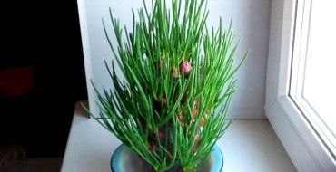 oignons verts dans une bouteille