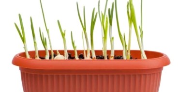 Cultiver des oignons verts