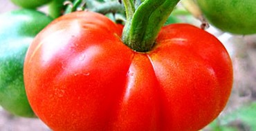 variété sibérienne à maturation précoce