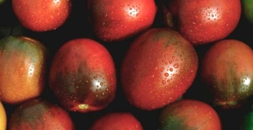 Tomate noire De Barao