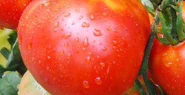 variété de tomate cosmonaute Volkov