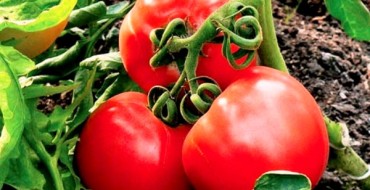 tomates Yablonka Russie