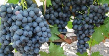 Grappes de raisin Black Kishmish