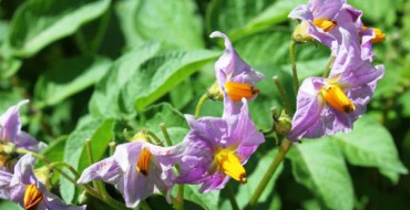 Nourrir les légumes à travers les feuilles