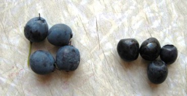 Myrtilles et myrtilles