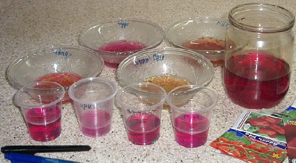 Permanganate de potassium pour graines de tomates