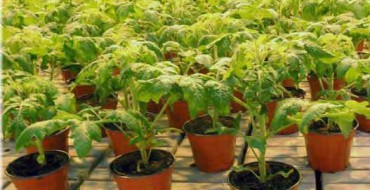 Semis de tomates en pots