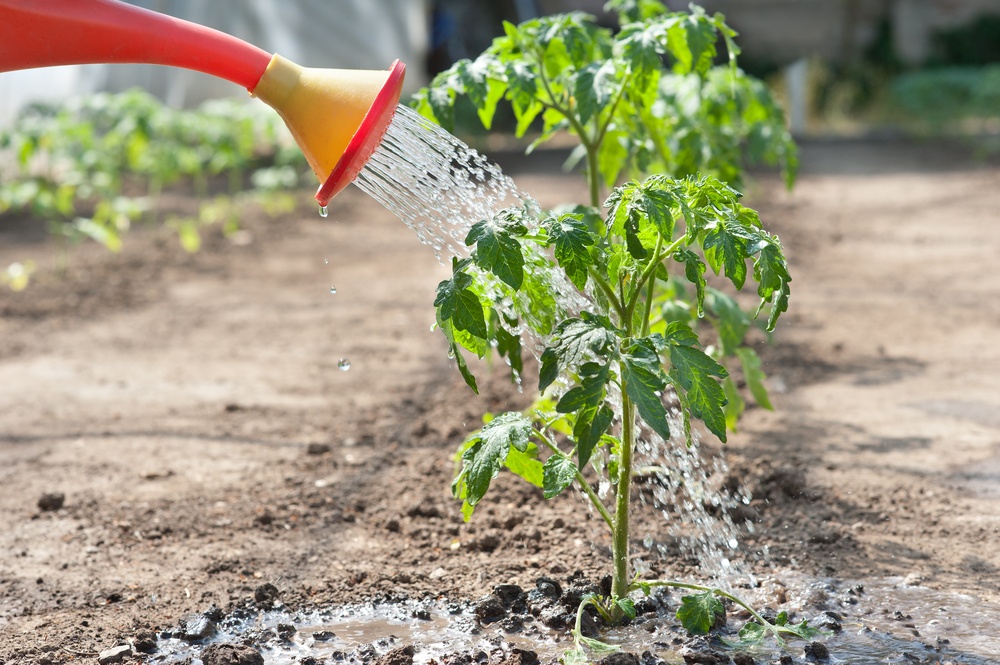 Arroser les tomates avec de l'eau d'un arrosoir