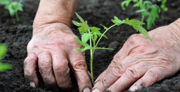 Planter des tomates en pleine terre