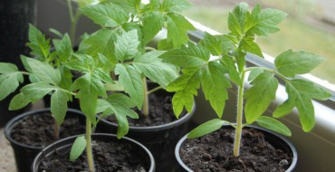 Semis de tomates sur le rebord de la fenêtre