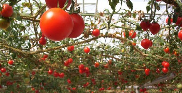 Photo d'une tomate dans une serre
