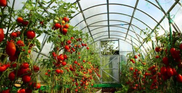 Buissons de tomates dans une serre