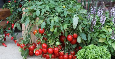 Tomates cerises sur le balcon