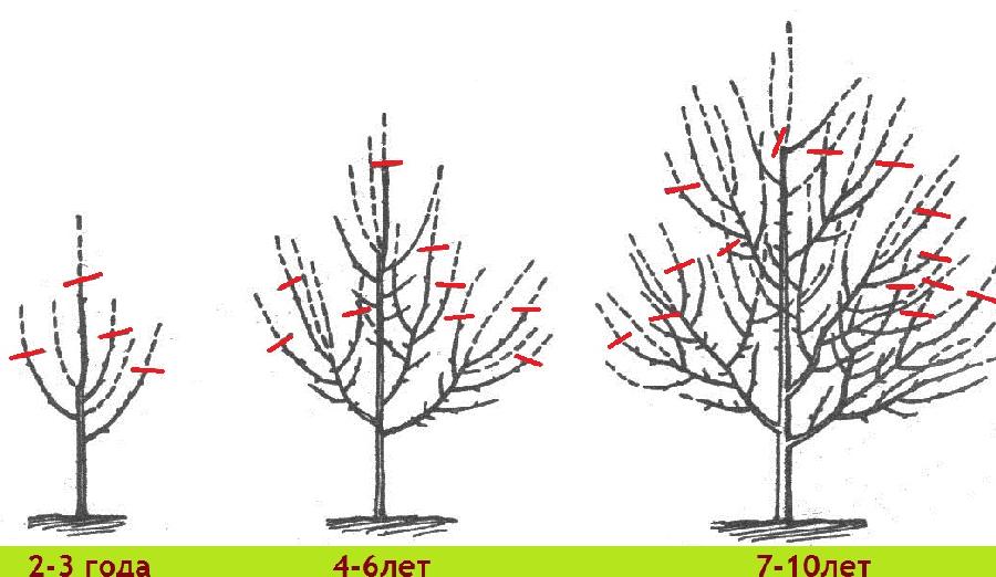 Schéma de taille d'un arbre fruitier à différents âges