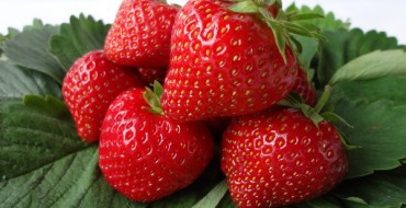 Fraises Frigo Vima Zanta