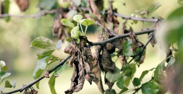 Feuilles tordues de moniliose