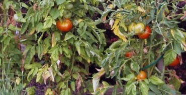 Buissons de tomates aux feuilles torsadées