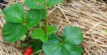 Buisson de fraise recouvert de paille