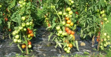 Tomates paresseuses