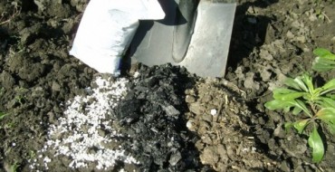 Cendres et urée pour la fertilisation des poires