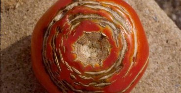 Fruit de tomate concassé