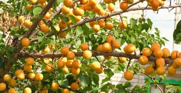 Photo d'abricots sur un arbre