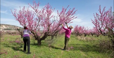 Photo de pêchers au printemps