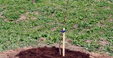 Plant de prunier sur la photo